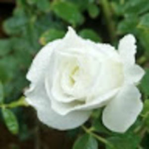 Meet your Posher, Rob